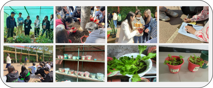 图3 生菜种植.png